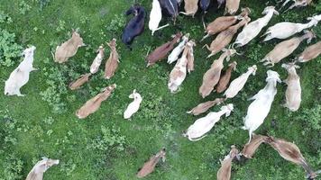 Aerial view cows walk in the farm. video