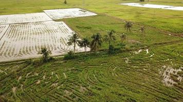 Aerial orbiting coconut trees in paddy field with flock of birds stay on it. video