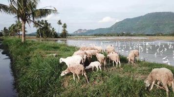 Aerial herd of goats grazing grass in field at Penang, Malaysia. video