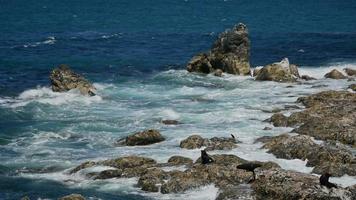 foca descansando na rocha em kaikoura, ilha sul, nova zelândia