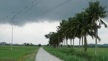 Windy and cloudy day while crows is fly video