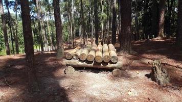 bûche de bois dans la jungle. video