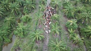 Egrets fly over group of cows at oil palm estate. video