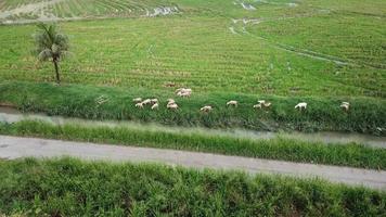 las cabras comen hierba en los arrozales. video