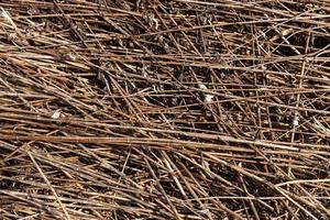 Dry grass background photo