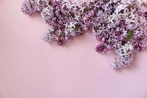 Lilac flowers on color background. Spring is coming concept. Text space. Mock up. photo