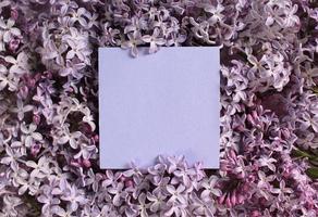 Lilac flowers on color background. Spring is coming concept. Text space. Mock up. photo