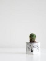 Small plant in pot cactus on white background by front view photo