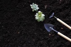 herramientas y plantas de jardinería. concepto de obras de jardín de primavera. copie el espacio foto
