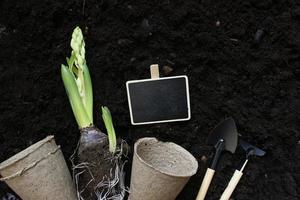 herramientas y plantas de jardinería. concepto de obras de jardín de primavera. copie el espacio enfoque selectivo foto