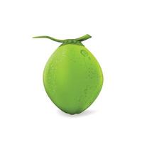 Fresh young coconuts on a white background vector