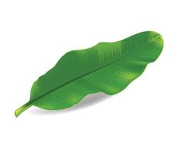 Fresh whole banana leaf isolated on white background vector