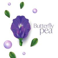 Butterfly pea flower vector illustration on white background , Clitoria ternatea