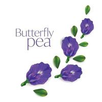 Butterfly pea flower vector illustration on white background , Clitoria ternatea
