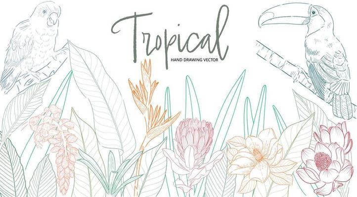 Adobe Illustrator Tropical plants and birds vector imageArtwork