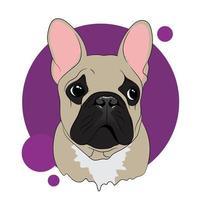 lindo, bulldog francés, vector, ilustración vector