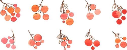 set of watercolor bunches of berries seasonal autumn vector isolated illustrations