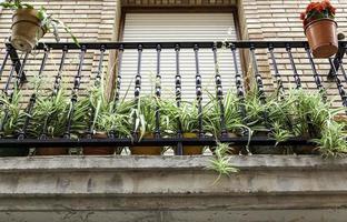 Plants on a balcony photo