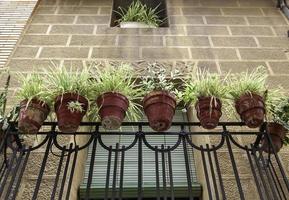 plantas en un balcón foto