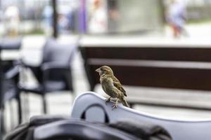 pájaro posado en una silla foto