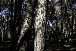 Tree trunks in the forest photo