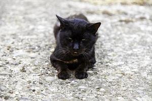 gato negro en la calle foto