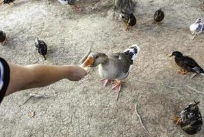 alimentando gansos en el bosque foto