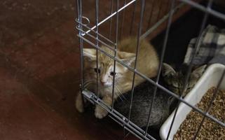 Caged newborn cat photo