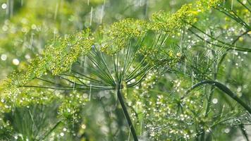 regndroppar på blomställningen av dill, slow motion video