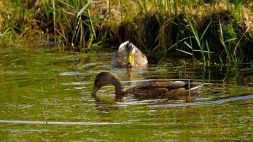 Buceo de pato real en busca de comida en el estanque video