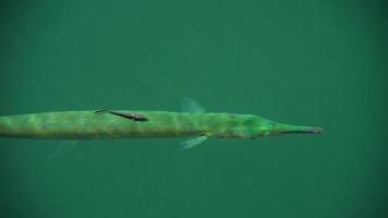 Big needlefish -Long Tom fish- under the sea surface, Singapore video