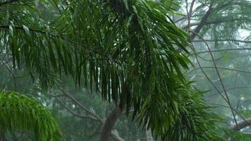 aguacero tropical en el patio del hotel, phuket, tailandia video