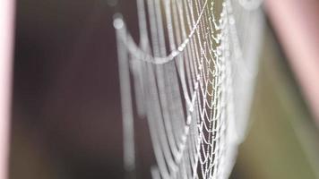 Nahaufnahme des Spinnennetzes, das mit Feuchtigkeitstropfen bedeckt ist. Rack-Fokus. video