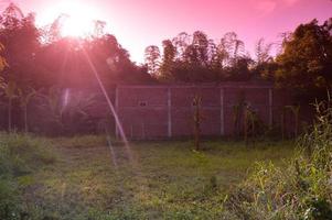 silhouette of plants in the garden with red clouds photo