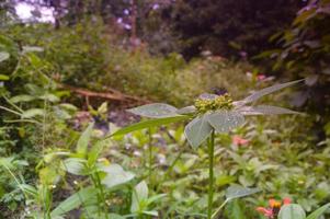 wild plants in the garden photo