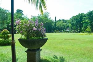 garden view with beautiful plants and clouds photo