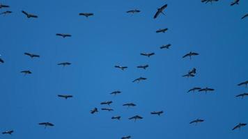 Flock of Asian Openbill birds in blue sky video