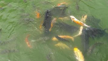 Koi-Karpfen und Silberkarpfen im Teich essen. video
