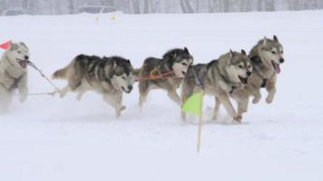 Team of husky sled dogs with dog-driver video