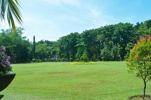 view of the field in the garden with plants outside photo