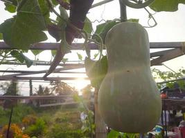 pumpkin fruit on tree photo