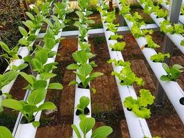 planta de mostaza con sistema hidropónico foto