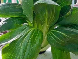 fresh mustard on plant photo