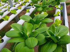 jardín de mostaza con sistema hydropoly foto