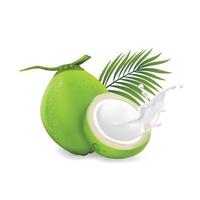 Fresh young coconuts on a white background vector