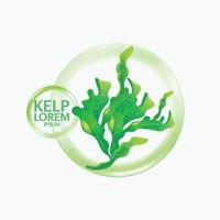 fresh Kelp seaweed salad sea food vector Illustration