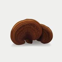 Ganoderma lucidum, Lingzhi Mushroom isolated on white background. vector illustration. China herbal