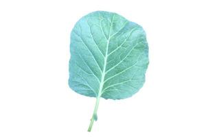 Isolated fresh cauliflower leaf with clipping paths. photo