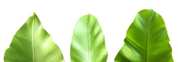Isolated young and green bird's nest fern leaf with clipping paths, photo