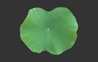 isolated waterlily or lotus leaf with clipping paths. photo